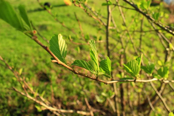 Branche d'aulne au printemps — Photo