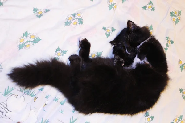 Gato deitado propenso na cama — Fotografia de Stock