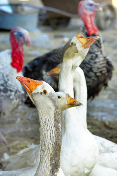 Geese and turkeys — Stock Photo, Image