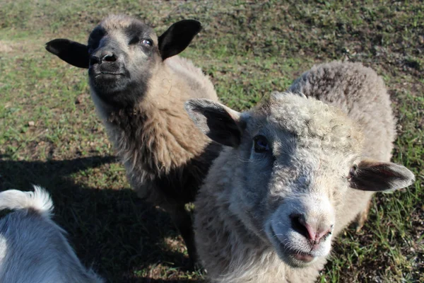 Schapen iets vragen — Stockfoto