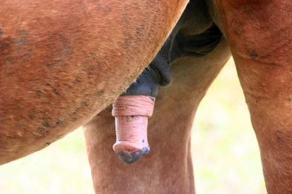 Horse with erection — Stock Photo, Image