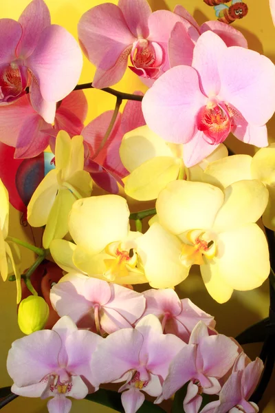 Orchids different colors — Stock Photo, Image