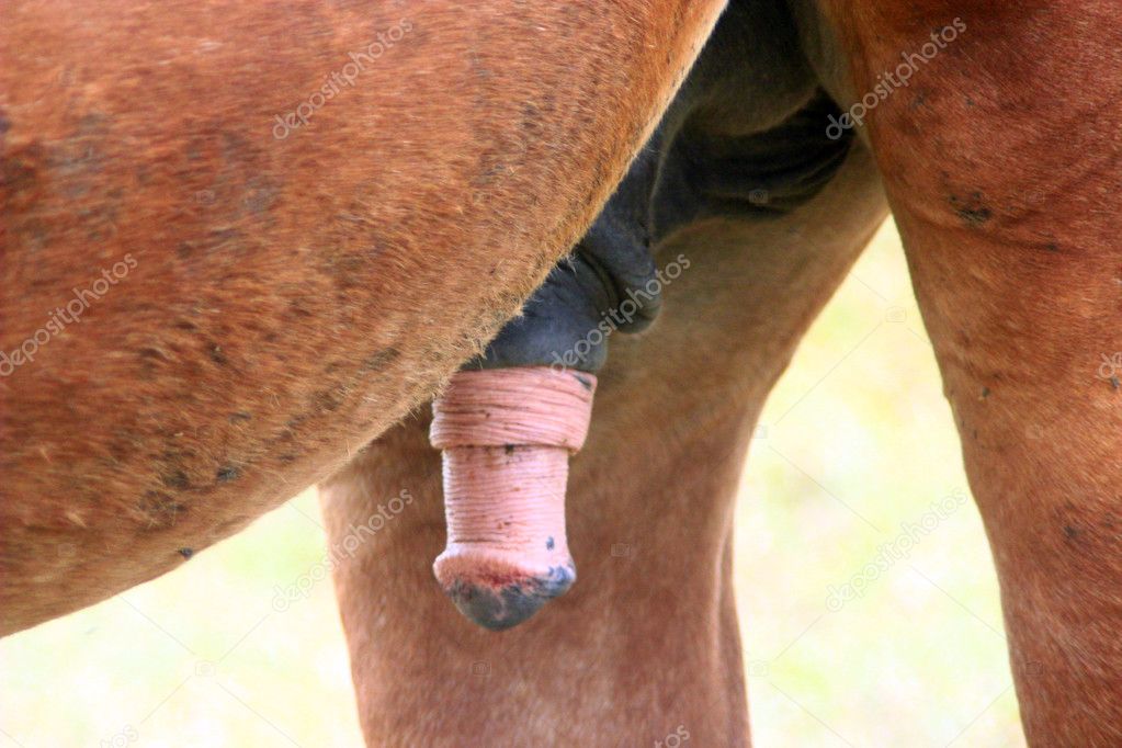 Видеоны қараңыз, тек порно. Порно шұлықтар жас