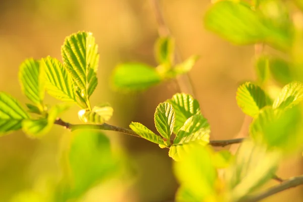 Baharda açan alder ağacı — Stok fotoğraf