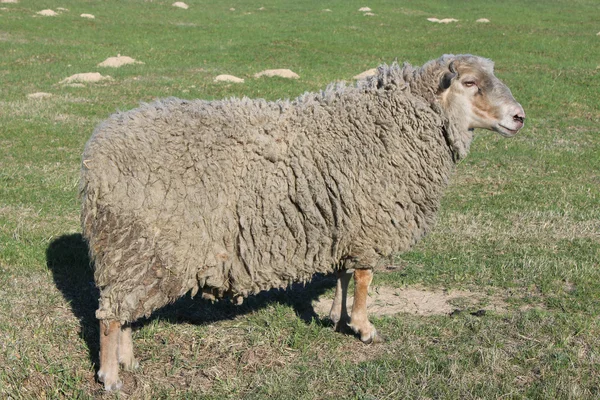 Πρόβατα στο γρασίδι — Φωτογραφία Αρχείου