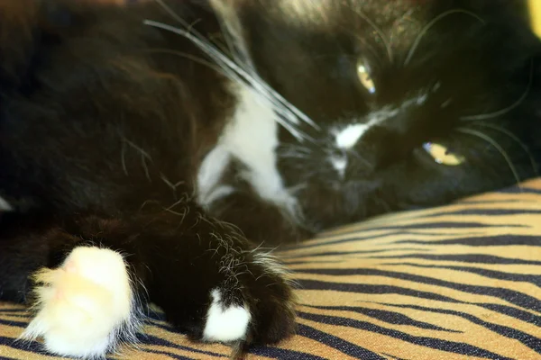 Gato preto com patas brancas — Fotografia de Stock