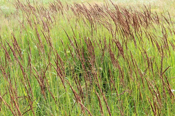 畑の緑の草は — ストック写真