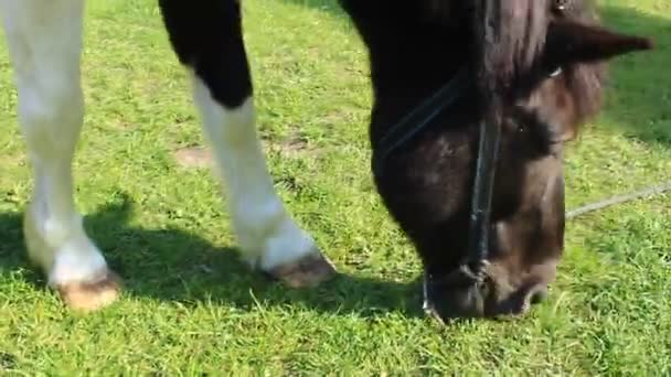 Кінь їсть траву — стокове відео