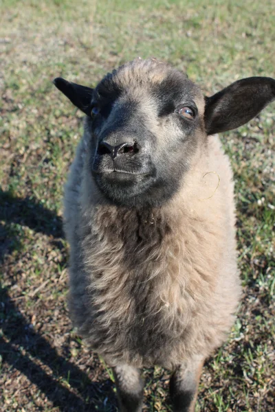 Sheep asking something — Stock Photo, Image
