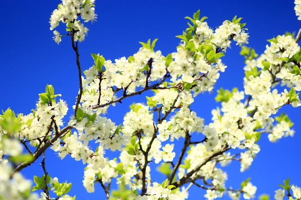 Árbol floreciente de ciruela y cielo azul — Foto de Stock