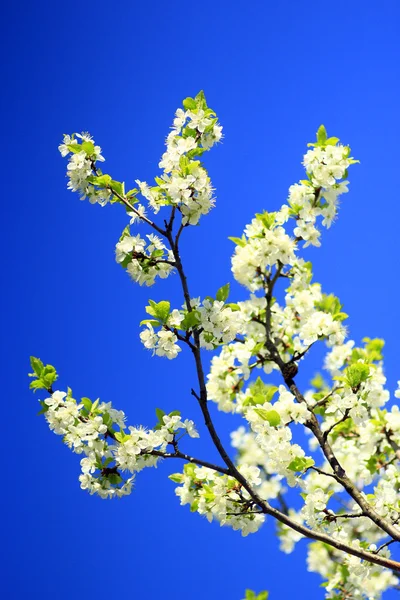 Florecimiento primaveral de árbol de ciruela y cielo azul — Foto de Stock