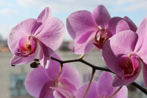 Roze orchid — Stockfoto