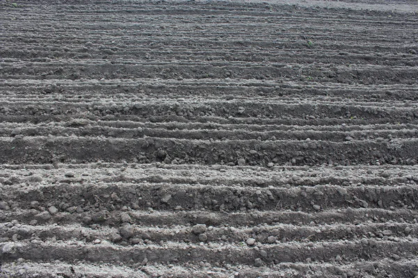 Plowed land ready for planting potato in the village — Stock Photo, Image