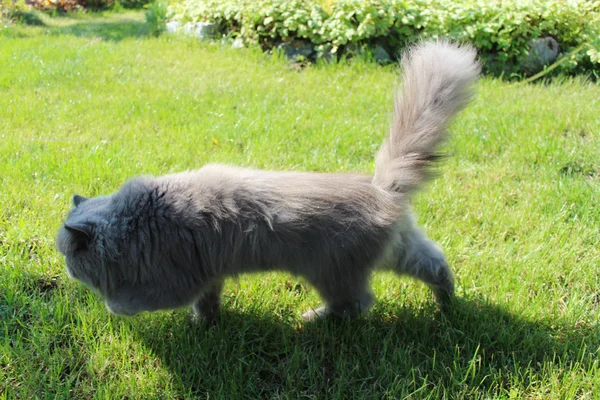 Персидский кот собирается на прогулку по зеленой траве — стоковое фото