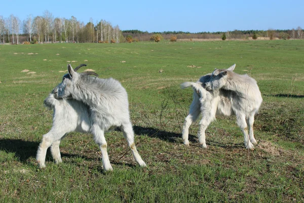 Goats scratching themself simultaneously on the pasture — Stock Photo, Image