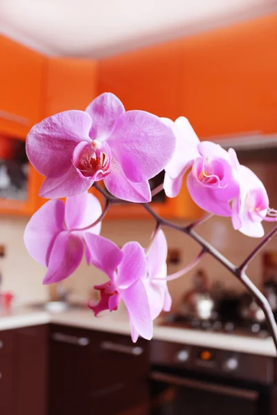 Pink orchids in luxurious kitchen — Stock Photo, Image