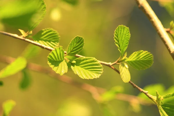Листья ольхи весной — стоковое фото