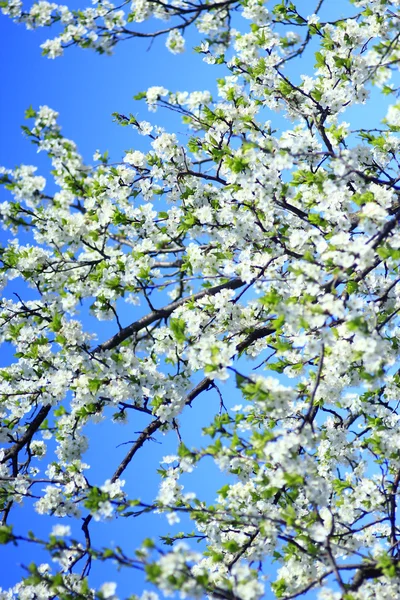 Florecimiento de árboles y cielo azul en la primavera — Foto de Stock