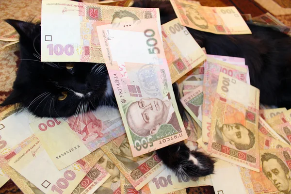 Черная кошка, лежащая и покрытая украинскими деньгами — стоковое фото