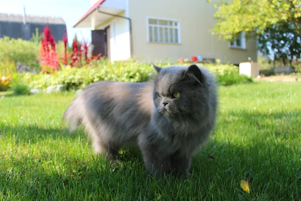 Persisk kat går en tur på det grønne græs - Stock-foto