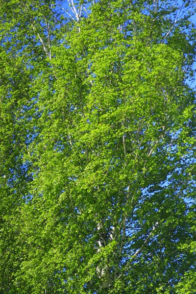 Genç ağaç bahar dalı — Stok fotoğraf