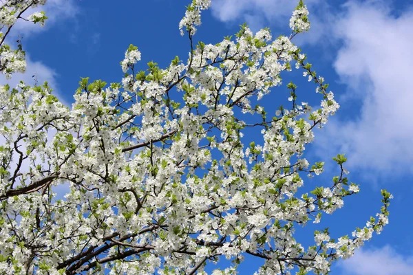 Árbol floreciente de ciruela sobre el fondo del cielo azul — Foto de Stock