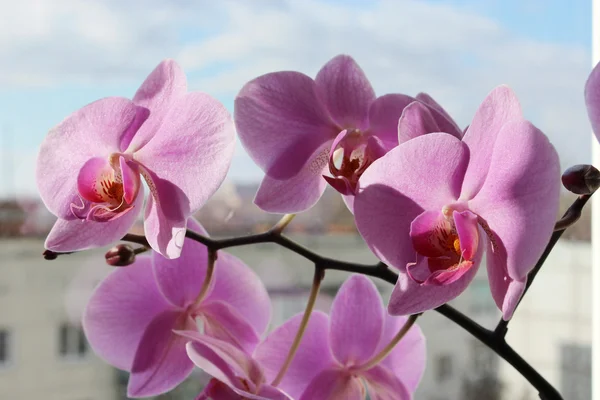 Rama de la floreciente orquídea rosa — Foto de Stock