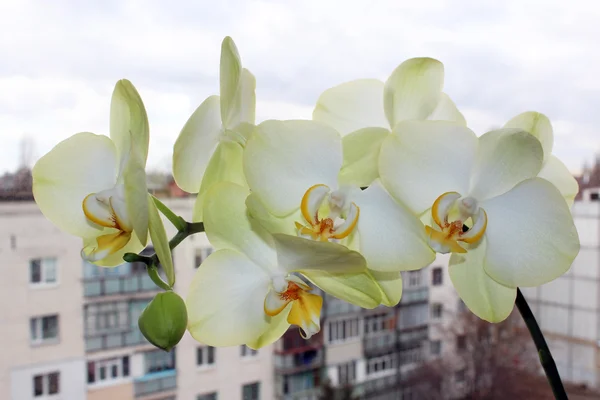 開花の枝が白い蘭 — ストック写真