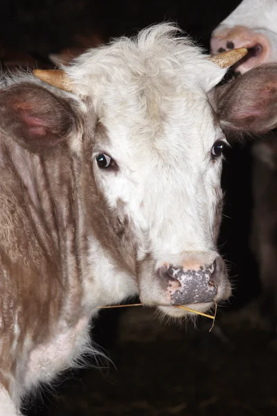 Cow at the farm — Stock Photo, Image