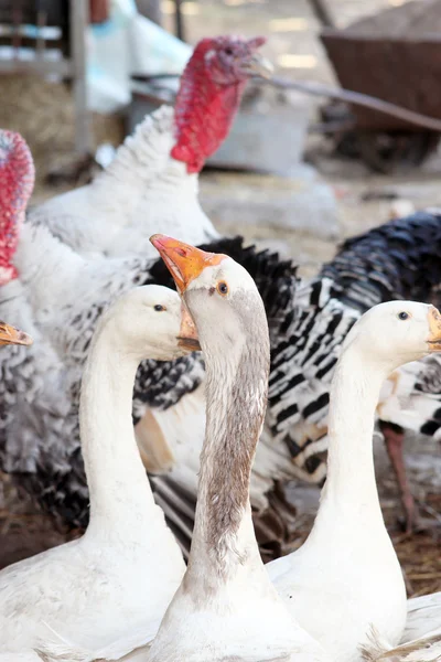 Geese and turkeys in the yard — Stock Photo, Image