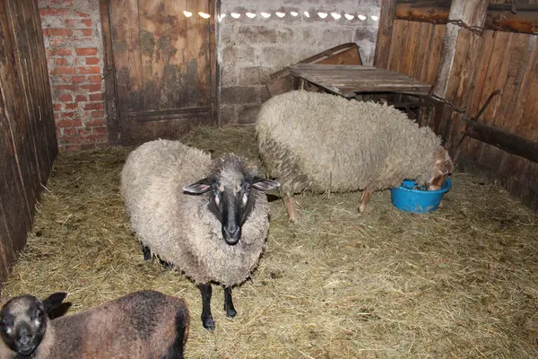 Sheep in the shed — Stock Photo, Image
