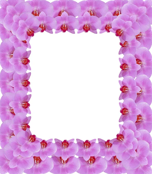 Frame van roze bloemblaadjes van orchid — Stockfoto