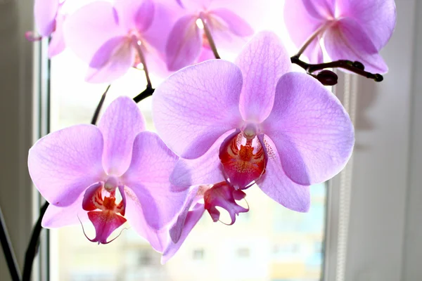 La rama hermosa de la orquídea floreciente rosada — Foto de Stock