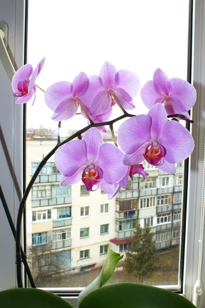 Fijne tak van de bloei roze orchid — Stockfoto