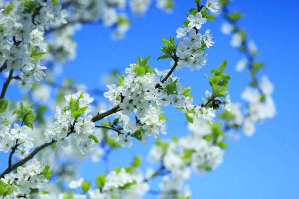Árbol floreciente de ciruela sobre el fondo del cielo azul — Foto de Stock