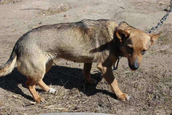 灰色の農村犬首輪を食べることに — ストック写真