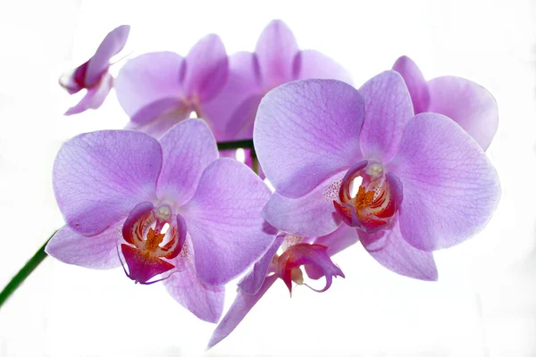 Gren av blommande pink orchid isolerade — Stockfoto