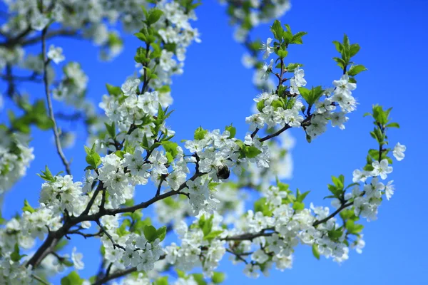 Floreciente árbol de primavera y el cielo azul — Foto de Stock