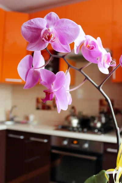 Roze orchideeën in luxe keuken — Stockfoto