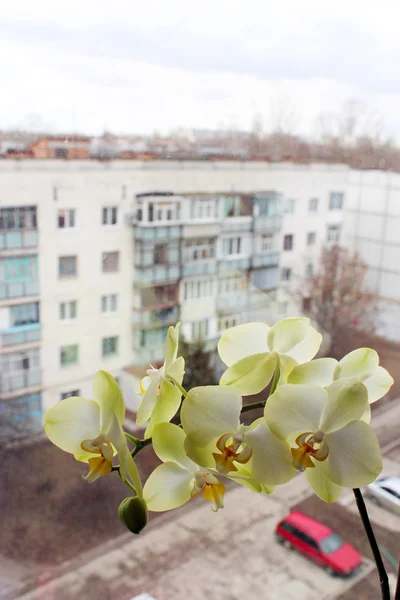 Branch of the blossoming light yellow orchid — Stock Photo, Image