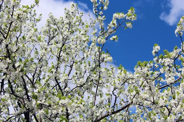 Floreciente árbol de primavera y el cielo azul — Foto de Stock
