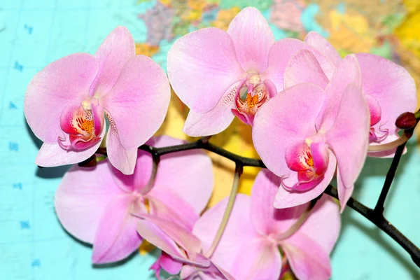 Orquídea rosa en el fondo del mapa — Foto de Stock