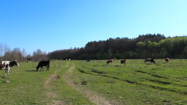 Las vacas van al pasto — Vídeo de stock