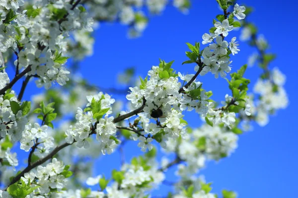 Árbol floreciente de ciruela sobre el fondo del cielo azul — Foto de Stock