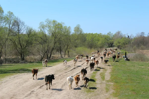 Cows coming back from pasture — Stock Photo, Image