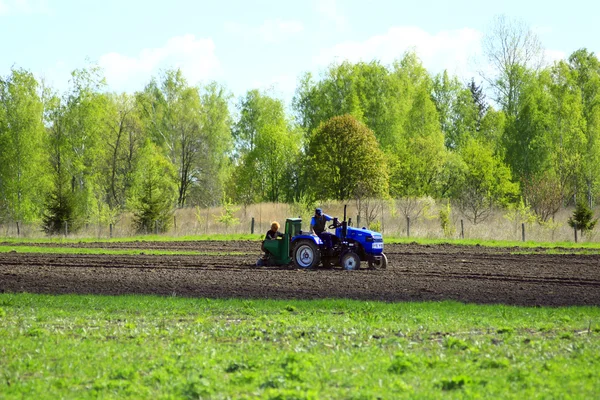 Peasants plant potato by potato-planter and tractor — ストック写真