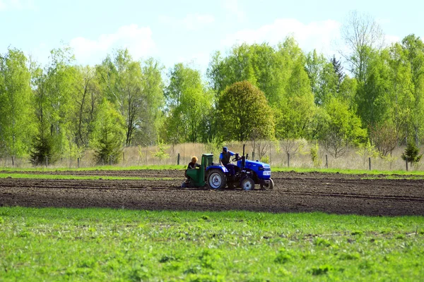 Peasants plant potato by potato-planter and tractor — Stock Photo, Image