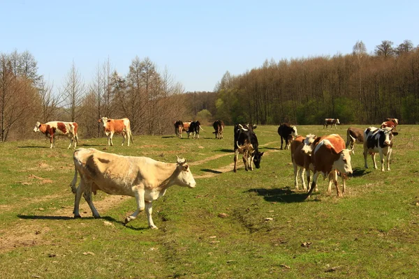 Otlaktaki inekler — Stok fotoğraf