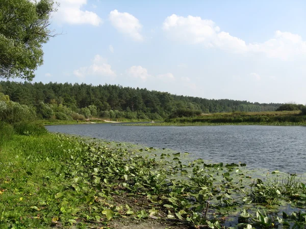 Пейзаж с водяными лилиями на реке — стоковое фото