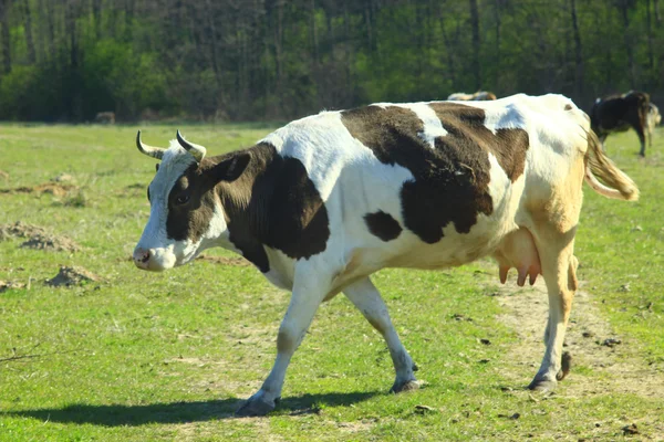 Vaches sur le pâturage — Photo
